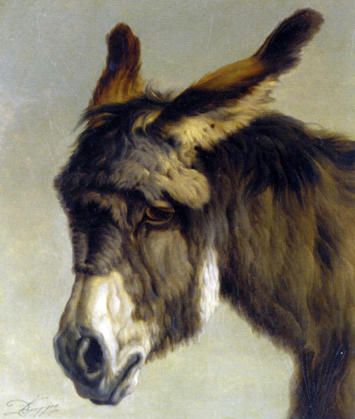 Portrait de l'âne de daniel trammer